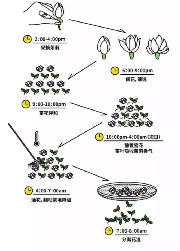 茉莉花茶(图3)